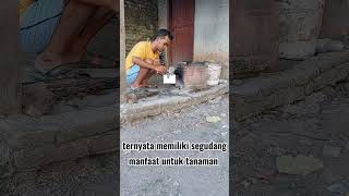 PENYUBUR TANAMAN ALAMI GUNAKAN ABU DAPUR || #natural #tips #kebunku #indonesia #manfaat #tanaman