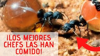 🐜🐜🐝🐝NUNCA CREERAS ESTO- HORMIGAS DE MIEL🐜🐜🐝🐝CHEF MODE MEDIA- GASTRONOMIA