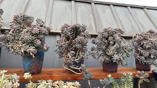 Korea succulents table with amazing color after California storm ⛈️❤️🌵