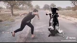 Funny Cow dance plz watch