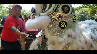 lion dance in 90 degree weather for a church gathering at houghton pond.