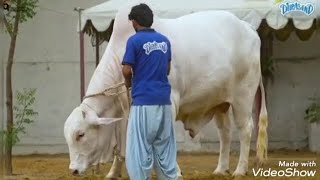 Amir Dilpasand Cattle Farm's Bull Heera Qurbani Video