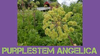 Purplestem Angelica