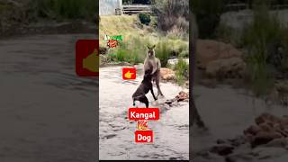 Kangal Vs Kangaroo - Who will Win 😎This Dog Can beat Kangaroo?😱kangaroo vs Dog fighting #kangaroo