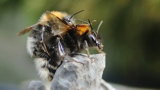 Tree Bumblebee Nest & Dance