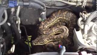 Mechanic finds snake in car engine in Australia