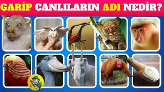 🦁TANIDIK MI GELİR?🐼 Dünyanın En Garip Hayvanının Adı Nedir?🐵🐵