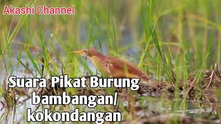 Suara Pikat Burung bambangan/kokondangan mp3