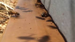 Fournier Apiculture - Vol d'abeilles à l'entrée des ruches.