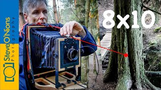 Large format woodland photography