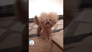 LOL, Crazy Funny Dog Moments Caught In Camera Funny Dogs Shorts 🐶😂😂 -EPS1067 #funnydogs