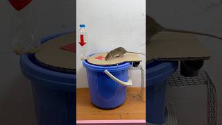 The world's best mousetrap is made of plastic buckets #mousetrap #rattrap #rat #shorts