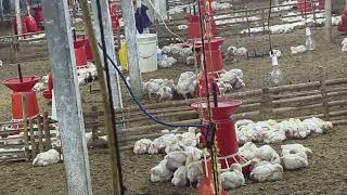 18 day poultry farm