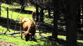 Vache highland à Sainte-Eulalie - Lozère .MOD