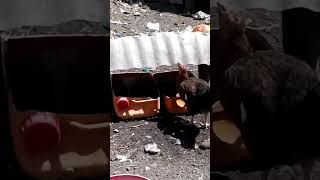 Chicken enjoy cold water... under the shade.