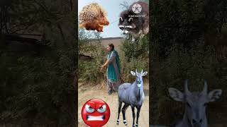 wild 🦬animals ,🐂 nilgai#🦮🦙🦛🐗#VFX funny magic video#shorts viral