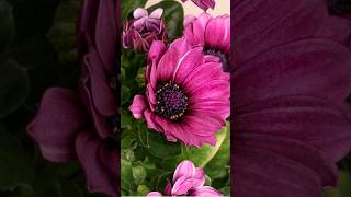 Flower Blooming Time Lapse #nature #4k #blooming #shorts #ytshort