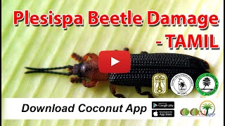 Plesispa Beetle Damage - TAMIL