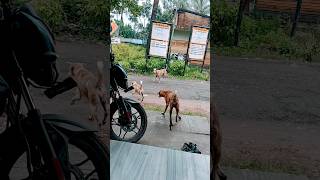 3Panther visit the road still end of the full video#viralvideo#funny#ytshorts#viral_video#shortsfeed