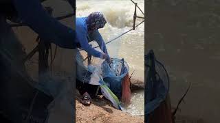 Real Life 100% Net Fishing In River At The Countryside .(Episode 101)