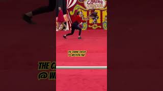 The Canine Circus @ Western Fair I London, Ontario #shorts #nornnoyvlogs  #canine circus