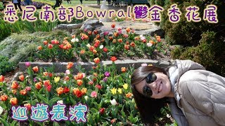 悉尼南部Bowral鬰金香花展|巡遊表演| Sydney Bowral Tulip Time Festival and Tulip Time "Street Parade"