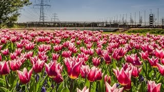 [Doku] Wie geht das - Europas größte Gärtnerei [HD]