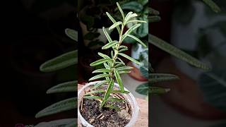 Grow Best Every Rosemary Herb Plant// Potting Soil for Rosemary// Rosemary Plant Care