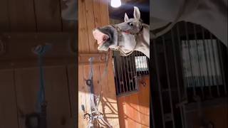 Best FUNNY Animals😂🤣 #shorts #shortsfeed #funnyvideo