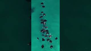 Mantas from above