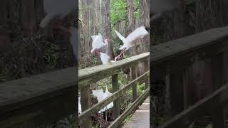 A Hike Through the Highlands Hammock State Park