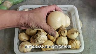 一个“大蒜头”，耐寒又皮实，秋天种上春天长，开出多个大花球