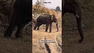 Attacked by a bull elephant in Jim Corbett