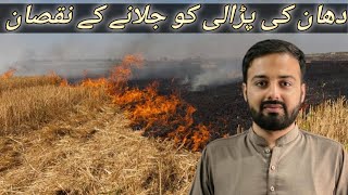 ||Disadvantage of burning rice straw||دھان کی پڑالی کو جلانے کے نقصان||