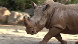 서울대공원 흰코뿔소 ( White Rhino )