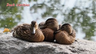 Duck Varieties at Mud Lake