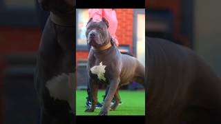 The one and only fendi #canecorso #dogs #k9 #likes #memes #style #explore  #viralvideo