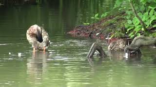 Sound Bites Episode Two - Rainy Days on Rivers and Lakes Upper River Medway