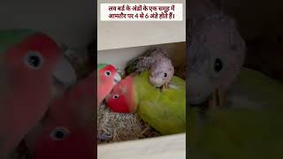 Lovebirds Facts #shorts #lovebirds#facts #birdsfacts #parakeet #lutinolovebirds #peachfacedlovebird