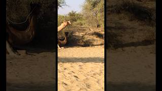 Two camels are playing a game #shorts  #shortvideo  #youtubeshorts