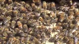 Shaking bees into the queen cell builder