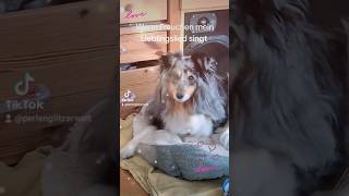 Mein Lieblingslied #dog #hund #teddy #dogshorts #music #musicshorts #song #piano #unplugged #sheltie