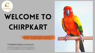 SUN CONURE || MEDIUM SIZE CONURE BIRDS || RED FACTOR || CHIRPKART || COIMBATORE