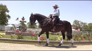 Cowboy Dressage with Eitan Beth-Halachmy, Footfall Work