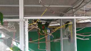 Birds: Lorikeets @ aquarium of the Pacific