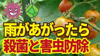 雨が止んだ畑では殺菌と殺虫すべし。害虫も病菌も爆増している。7/17