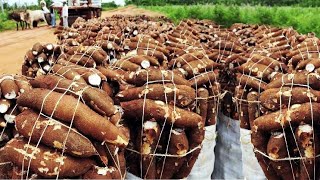 The Life Cycle of Cassava | Modern Agriculture Planting and Harvesting Cassava