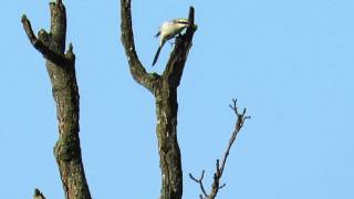 Great Grey Shrike, Deenethorpe, Northants