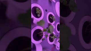 Growing Parsley, arugula and basil indoors 29/2/2024 2/4