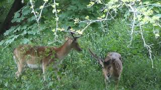 Fallow Deer in Phoenix Park, Dublin, Ireland